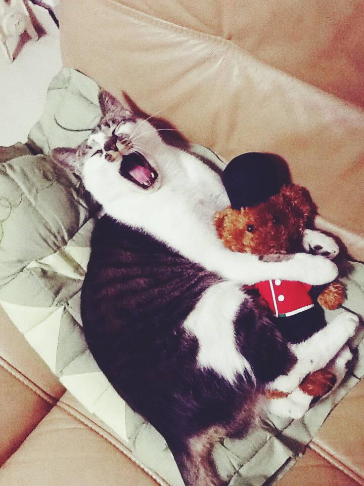 沈小司司养的猫是什么品种黑背的