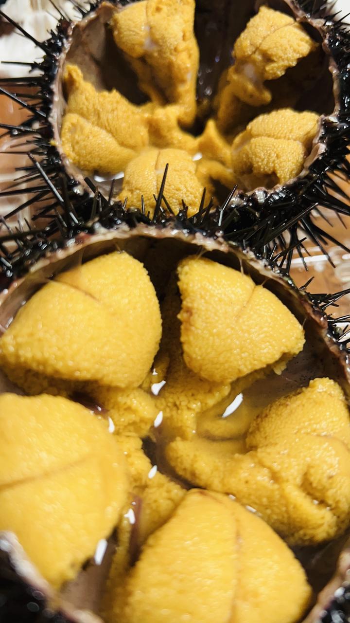 大连海胆季到了,海胆最肥美的季节 - 知乎