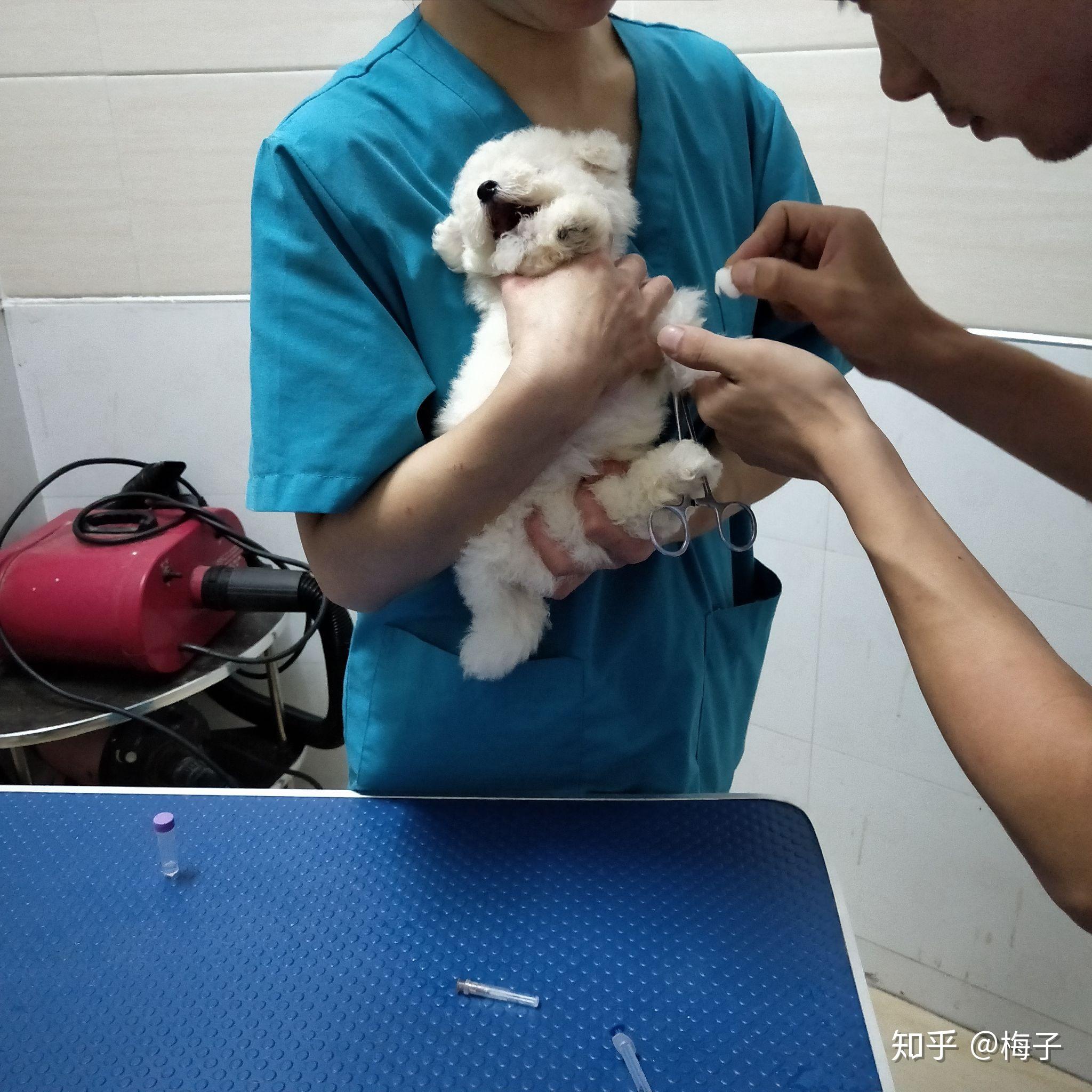 有只颜值高的狗狗是什么感受? - 知乎