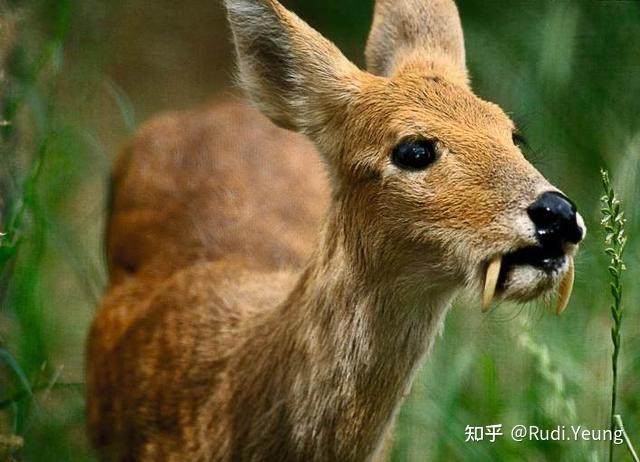 河麂(獐子)的獠牙有什么作用? - 知乎