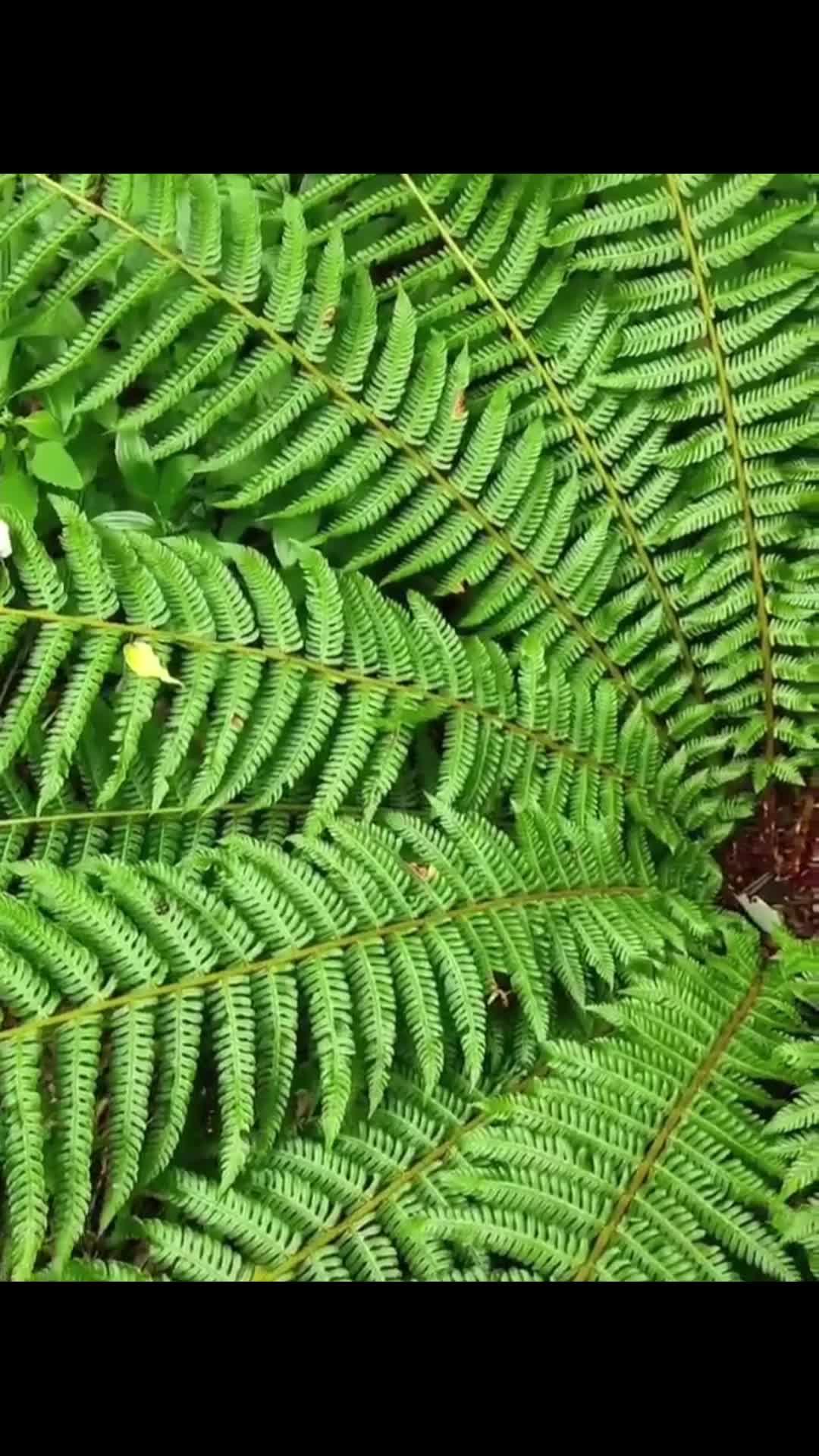 本草纲目草部贯众贯众与狗脊的区别