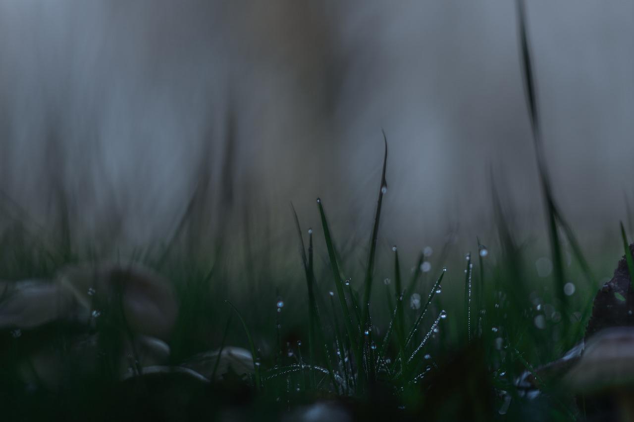 河边猎手：鳄鱼潜伏