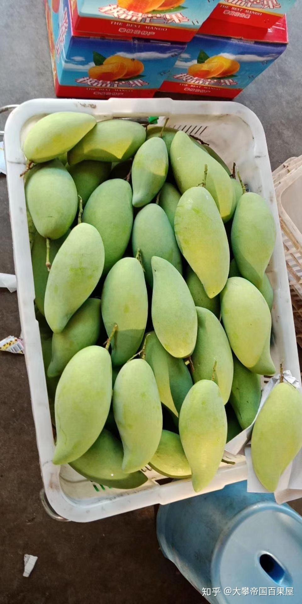 攀枝花芒果部分品种介绍及实体店挑选技巧 - 知乎
