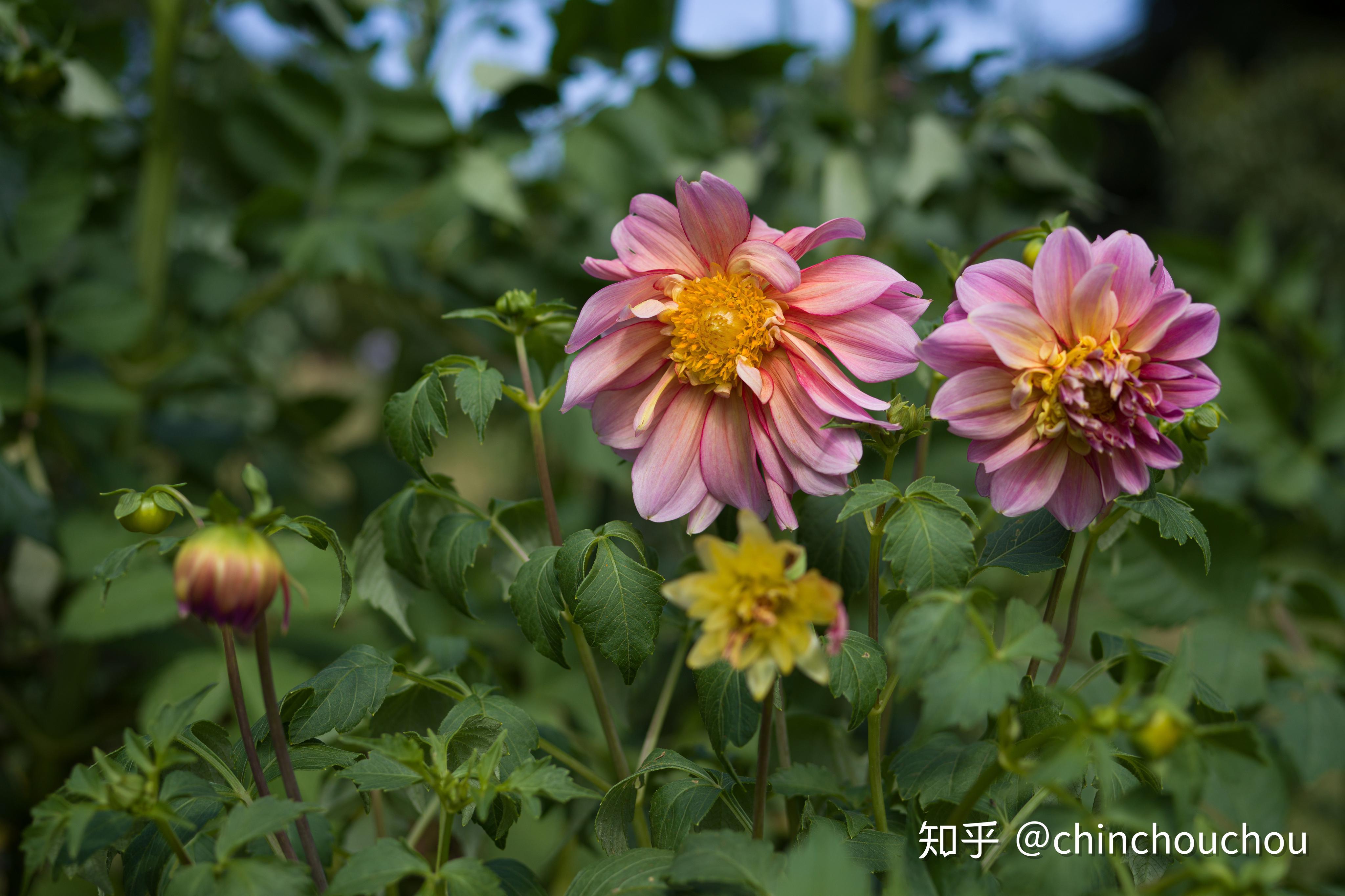 如何评价哈苏于 2019 年 6 月 19 日发布的 x1d ii 50c 中画幅无反