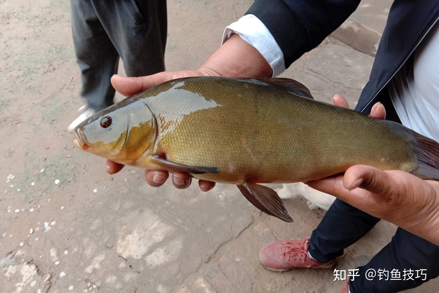 丁桂鱼如何钓?喜欢哪种味型的食物?丁桂鱼的摄食习性和垂钓方法 - 知乎