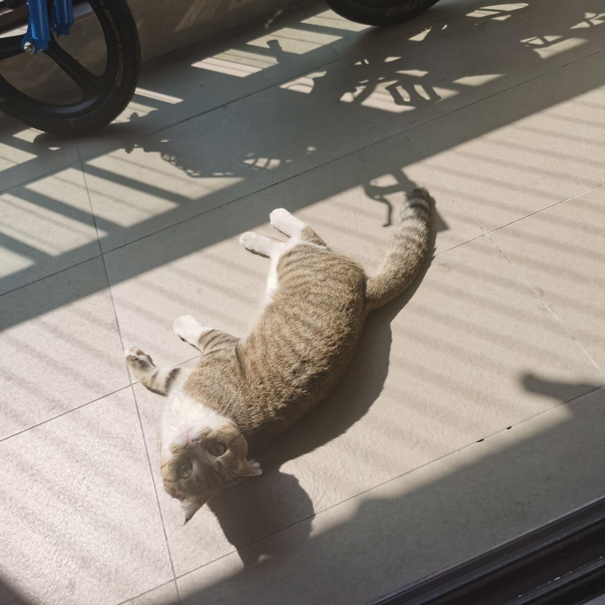 你们养的猫都是哪里弄来的