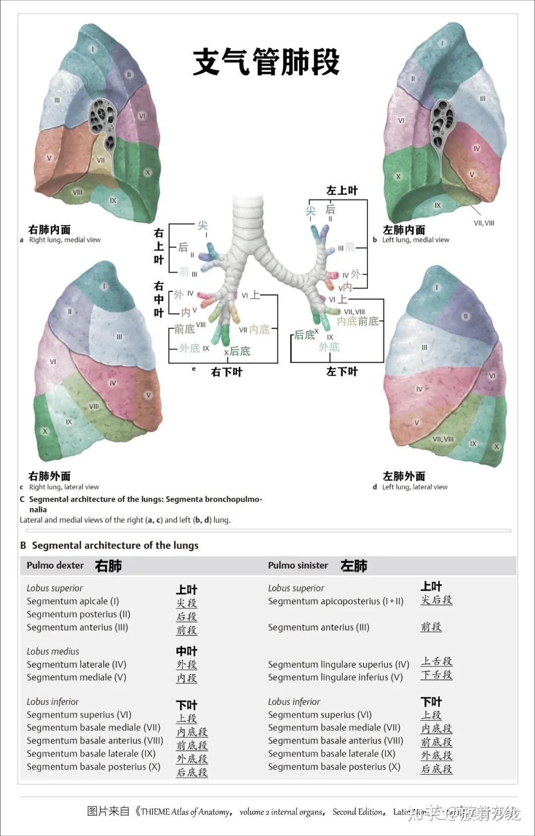 好漂亮的肺部解剖！ - 知乎