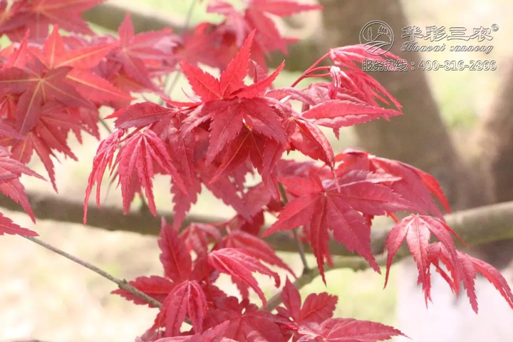 日本红枫红舞姬 红枫精品 枫情万种之日本红枫红舞姬 - 知乎