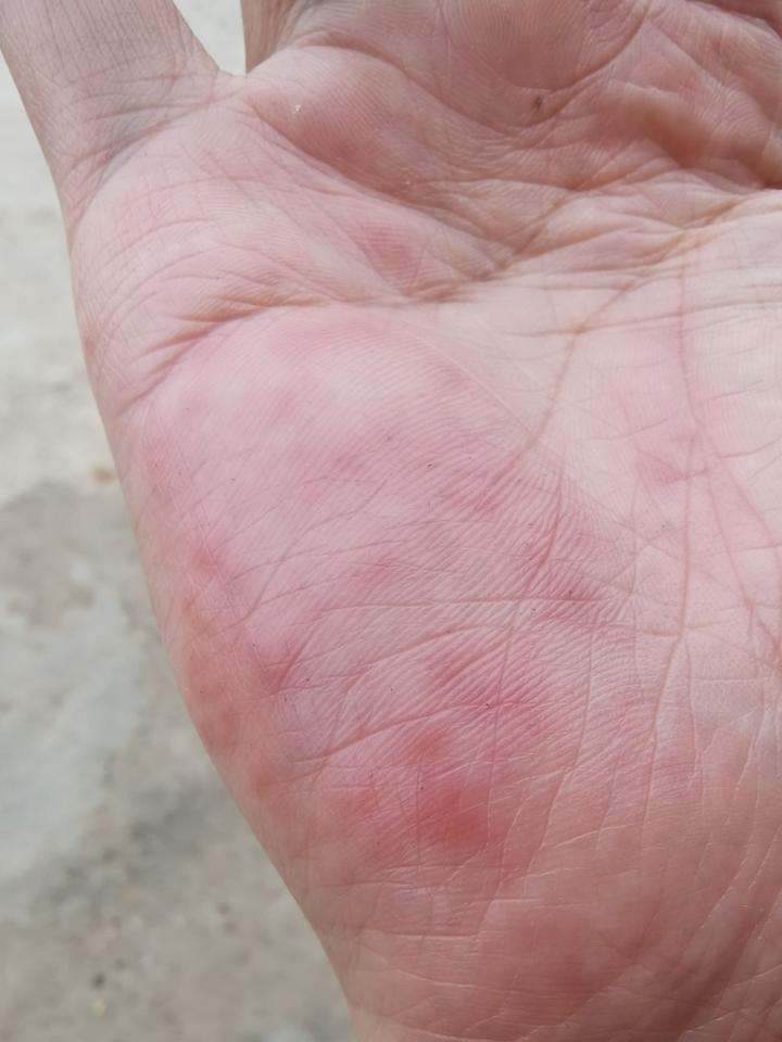 有哪些常被认错的动物?