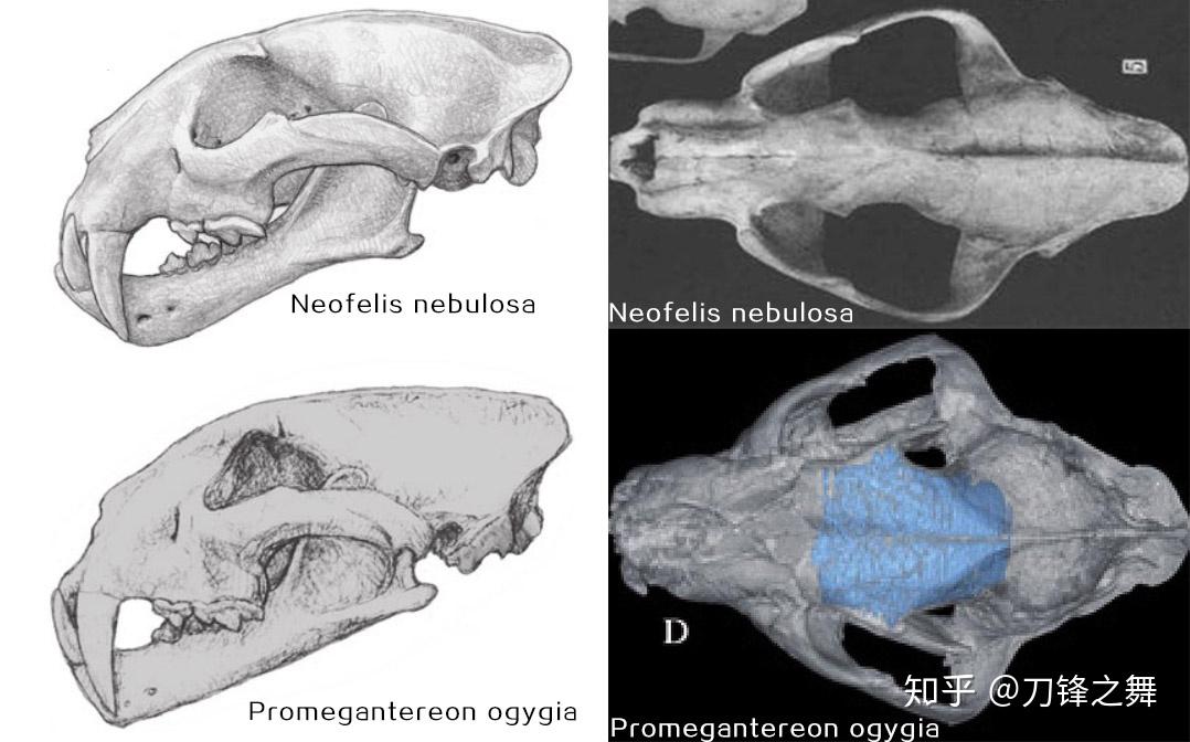 剑齿虎打得过狮子老虎吗?(剑齿虎与狮子体型对比)