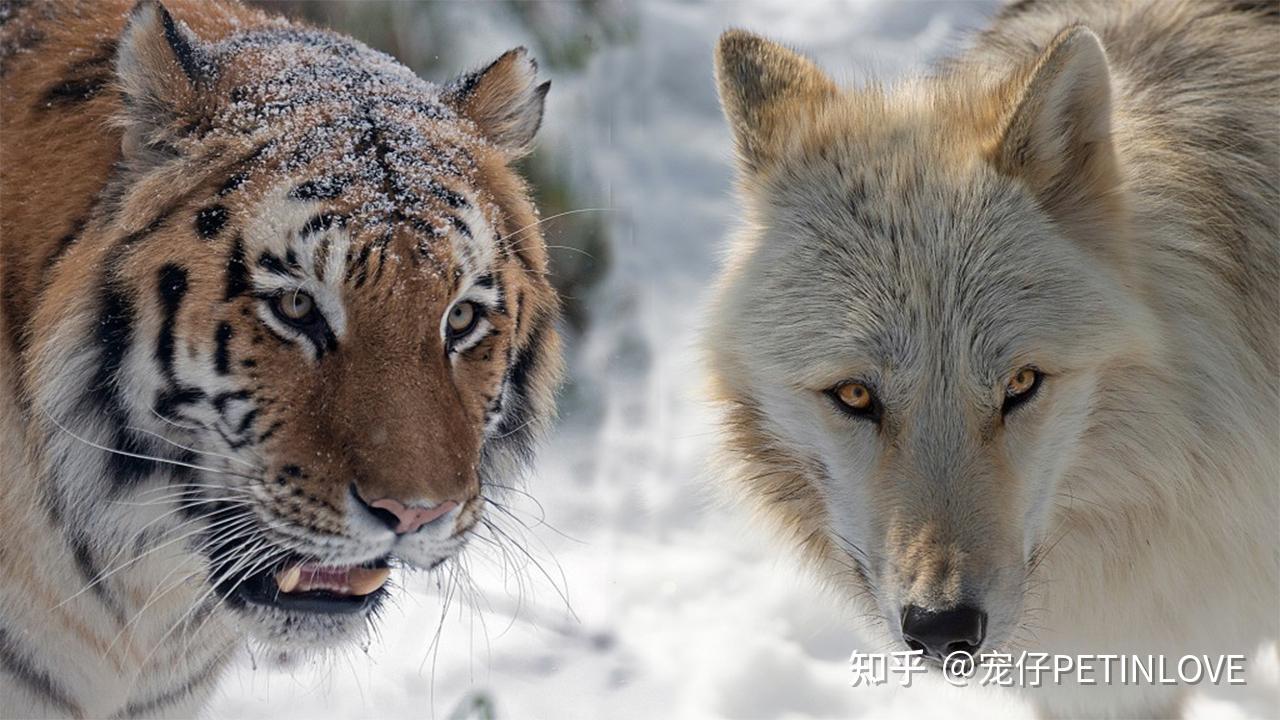 貓科動物戰鬥力那麼強,為什麼沒有將犬科動物淘汰掉? - 知乎