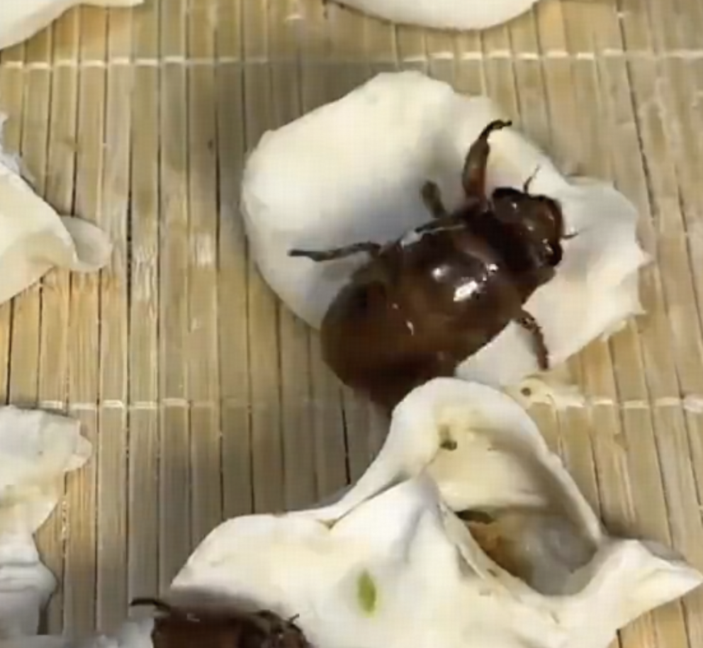 某博主制作知了猴馅水饺，结果知了猴集体出逃、活蹦乱跳，如何看待这一烹饪做法？你怎么看？