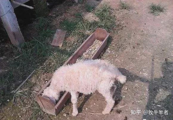 春季易发羊腹泻,教你如何应对! - 知乎