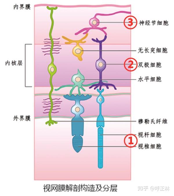 構成視覺通路的第三個神經元的細胞是什麼? - 知乎