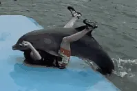 动图
