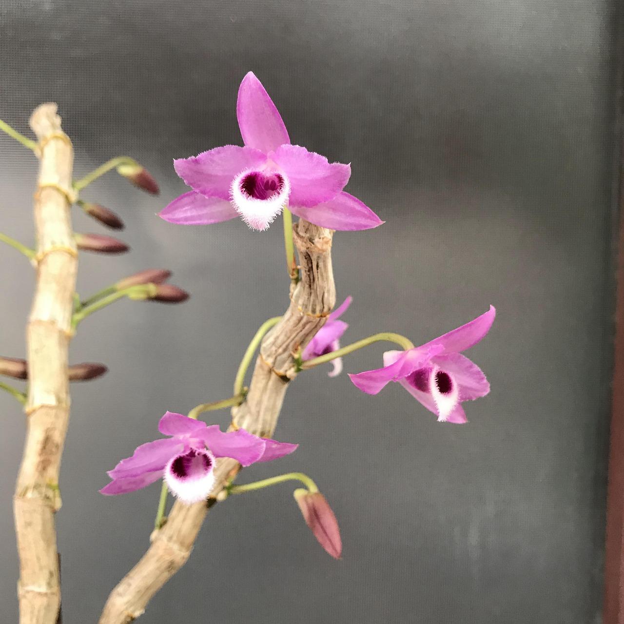 兰花候换盆什么季节好