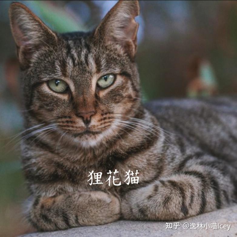 中国本土十大“名猫”大揭秘:你认识几种呢? - 知乎