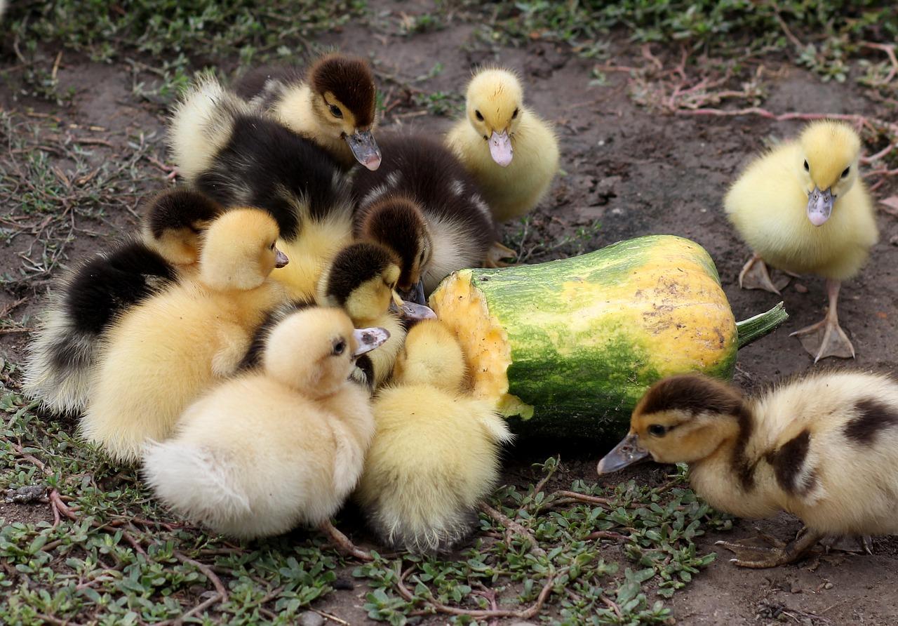 蓬松纤维保养秘籍