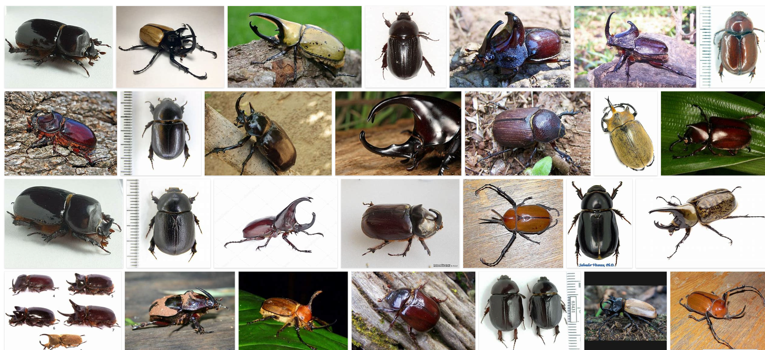 金龟科有几个亚科? - 知乎