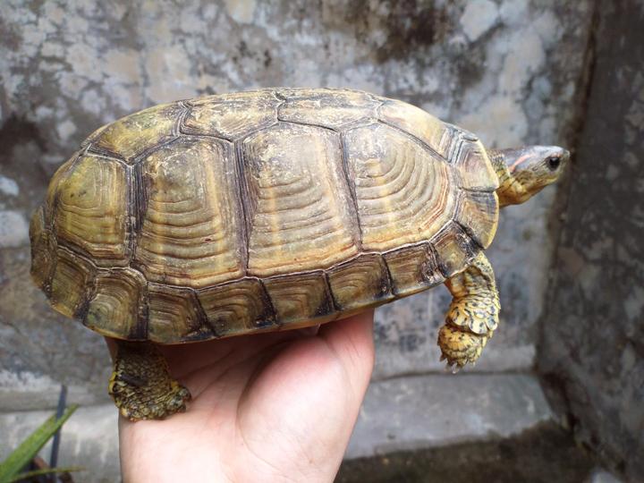 犁沟木纹龟在两广的过冬