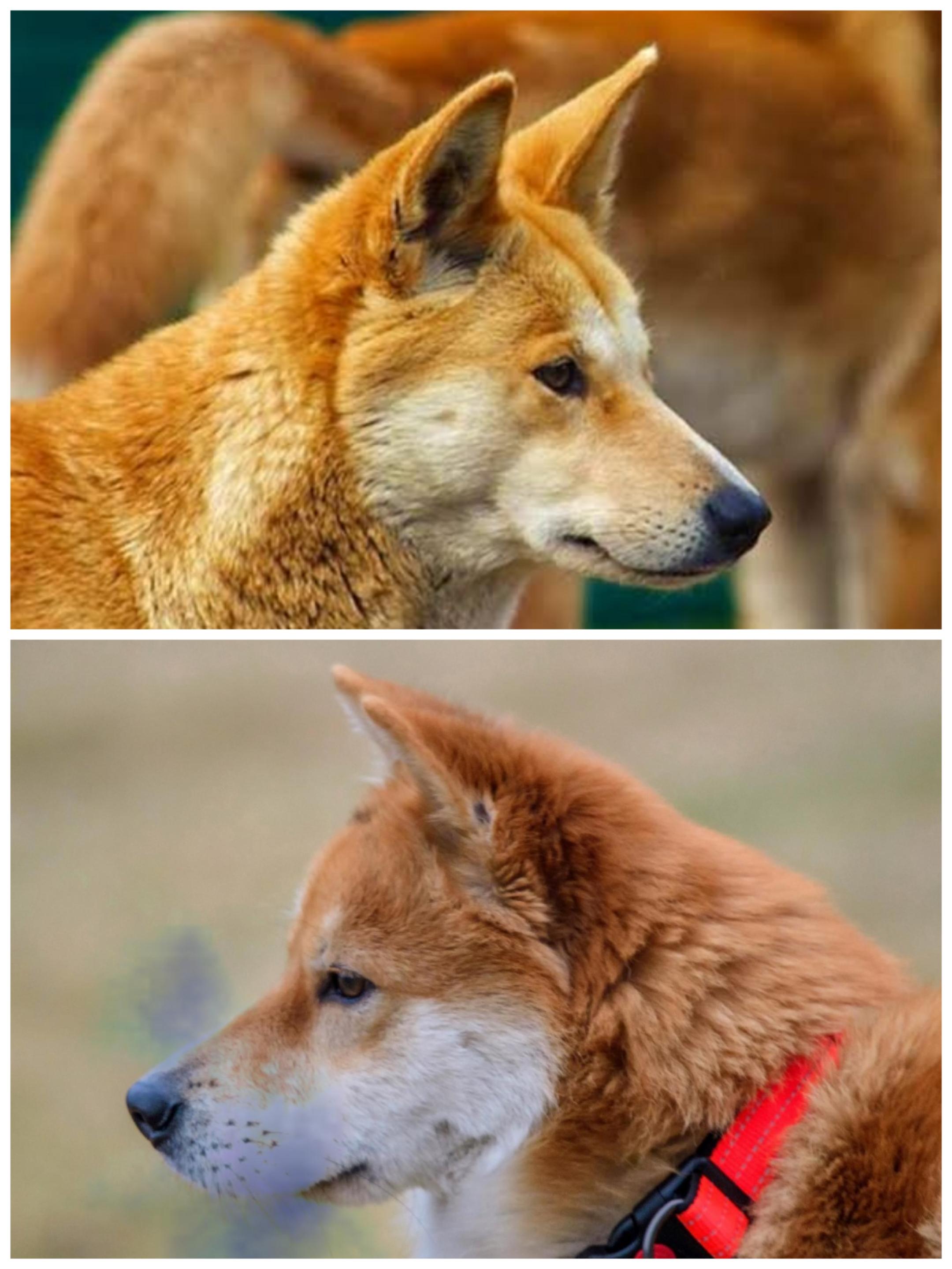 澳洲野狗和中华田园犬图片