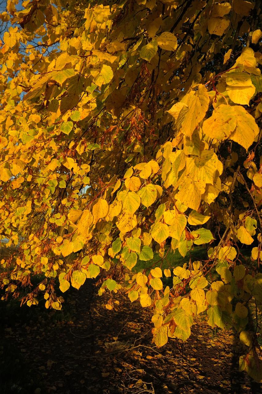 3. 松枝修剪时机