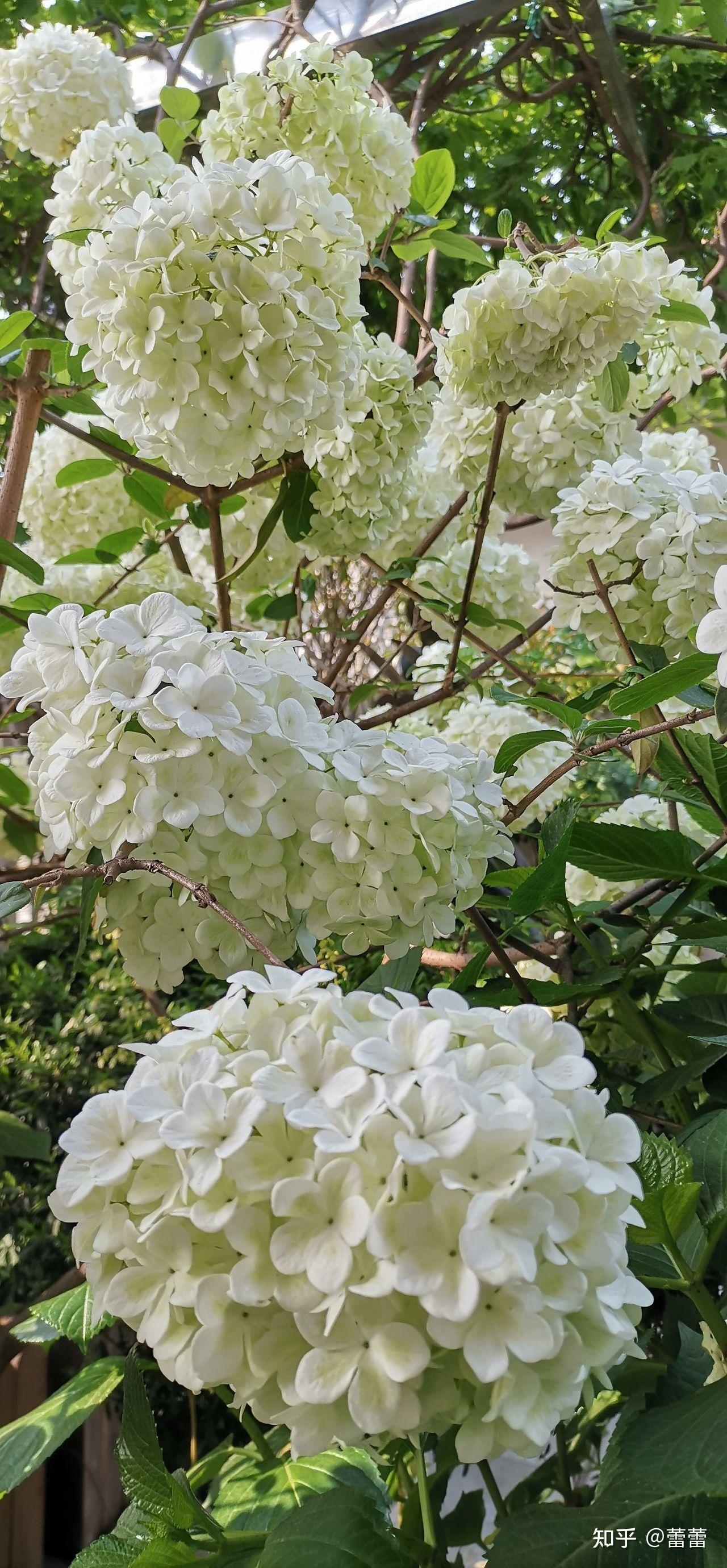 刺客列传里的羽琼花是什么花?我知道是绣球花,绣球花里的哪一种啊?