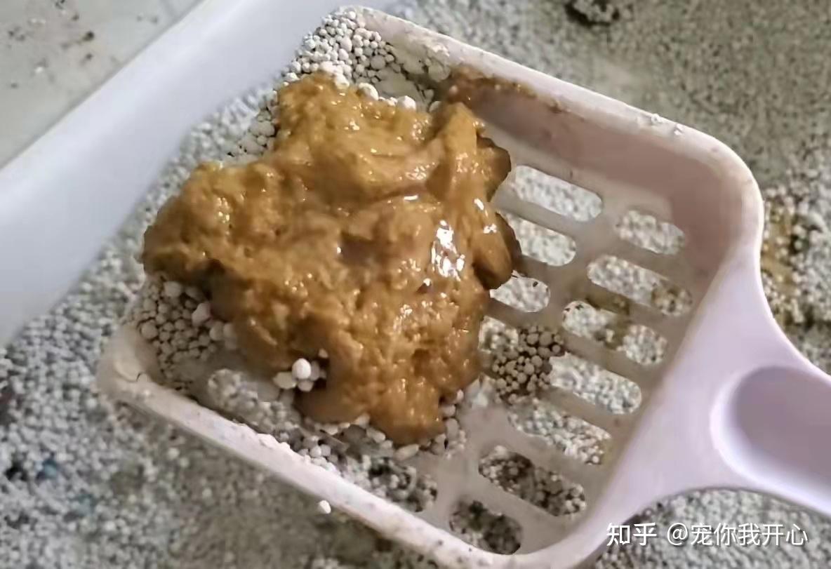 猫咪便便一半硬的正常,拉完最后一点是软便,经常这样,尤其吃完猫粮