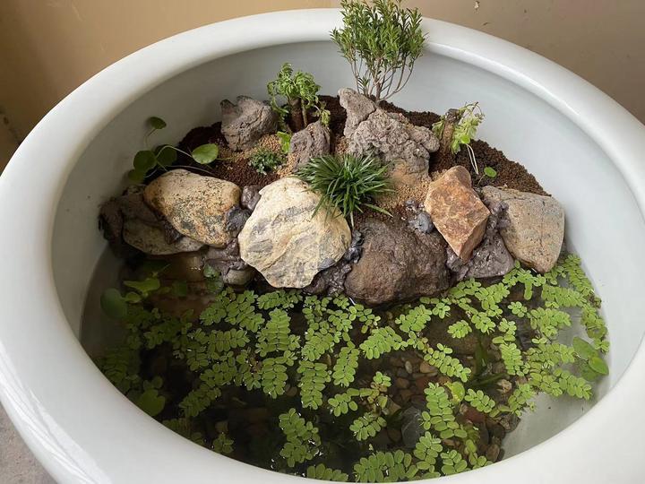 古法养鱼，开三无原生青鳉缸，开缸造景过程详解，以及一些注意点 - 知乎