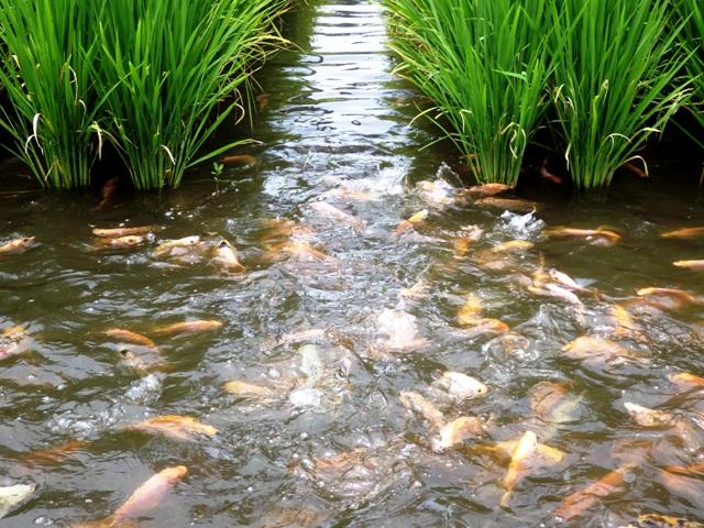 稻鱼共育系统中不同发育阶段稻鱼肠道微生物群的特征及动态 - 知乎