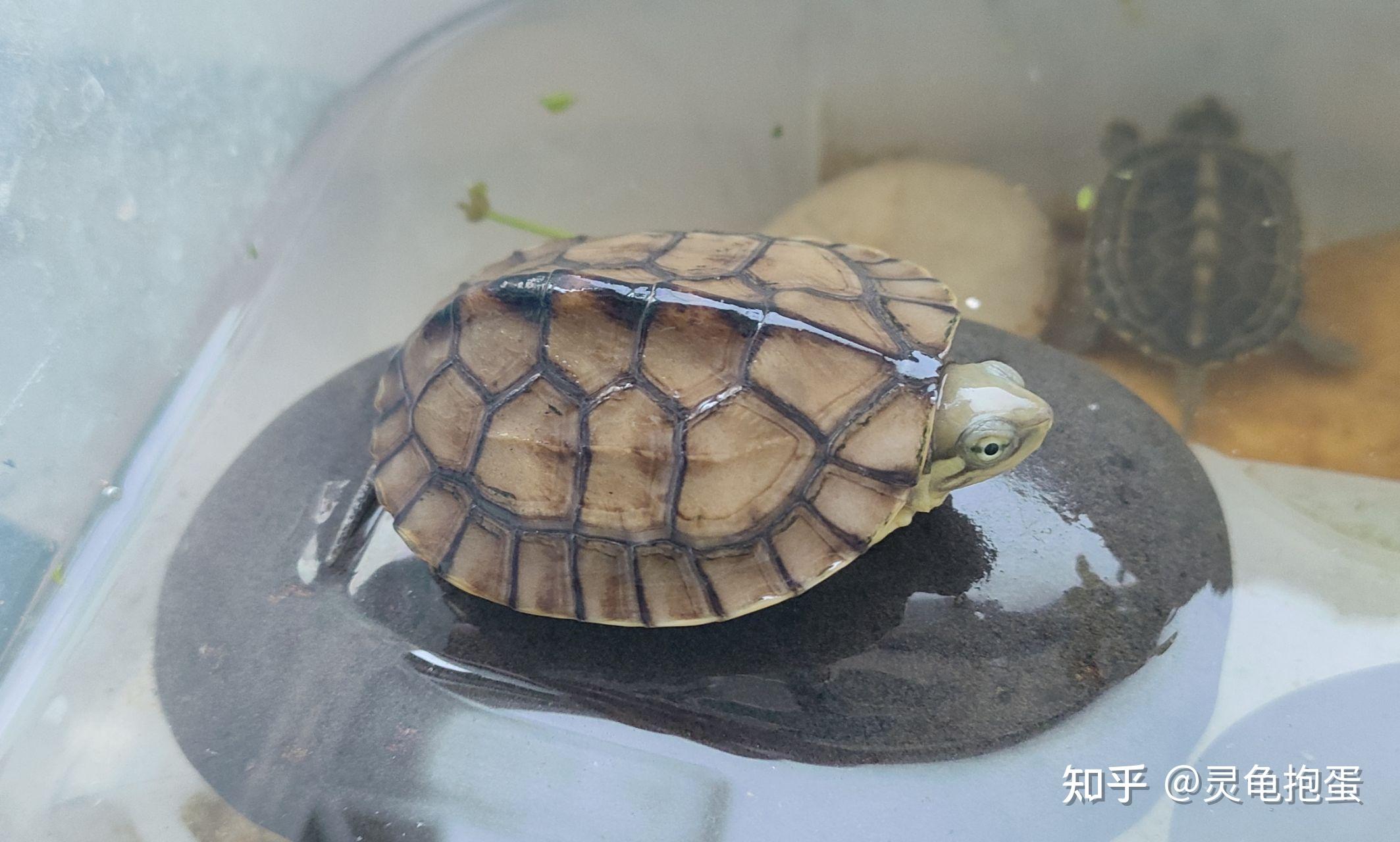 中华草龟和巴西龟一起养要注意什么?