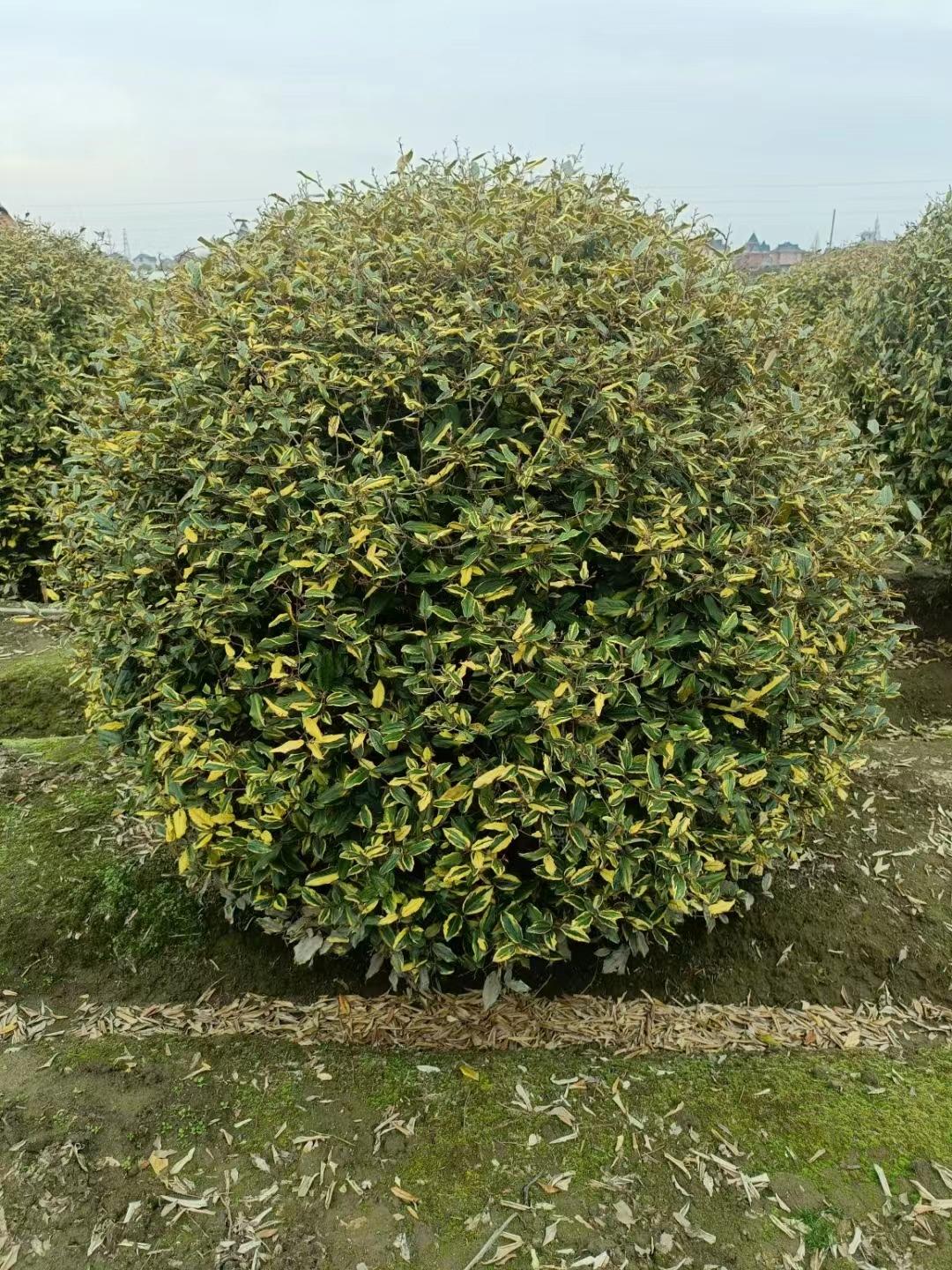 沭阳苗木批发哪家好?