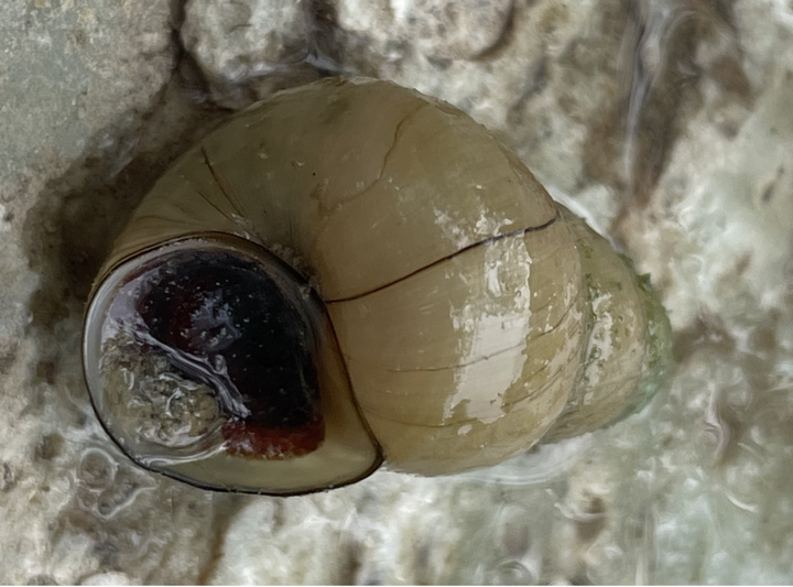 全球生物多样性信息平台发布北京海淀中国圆田螺数据 | 海湿·讯