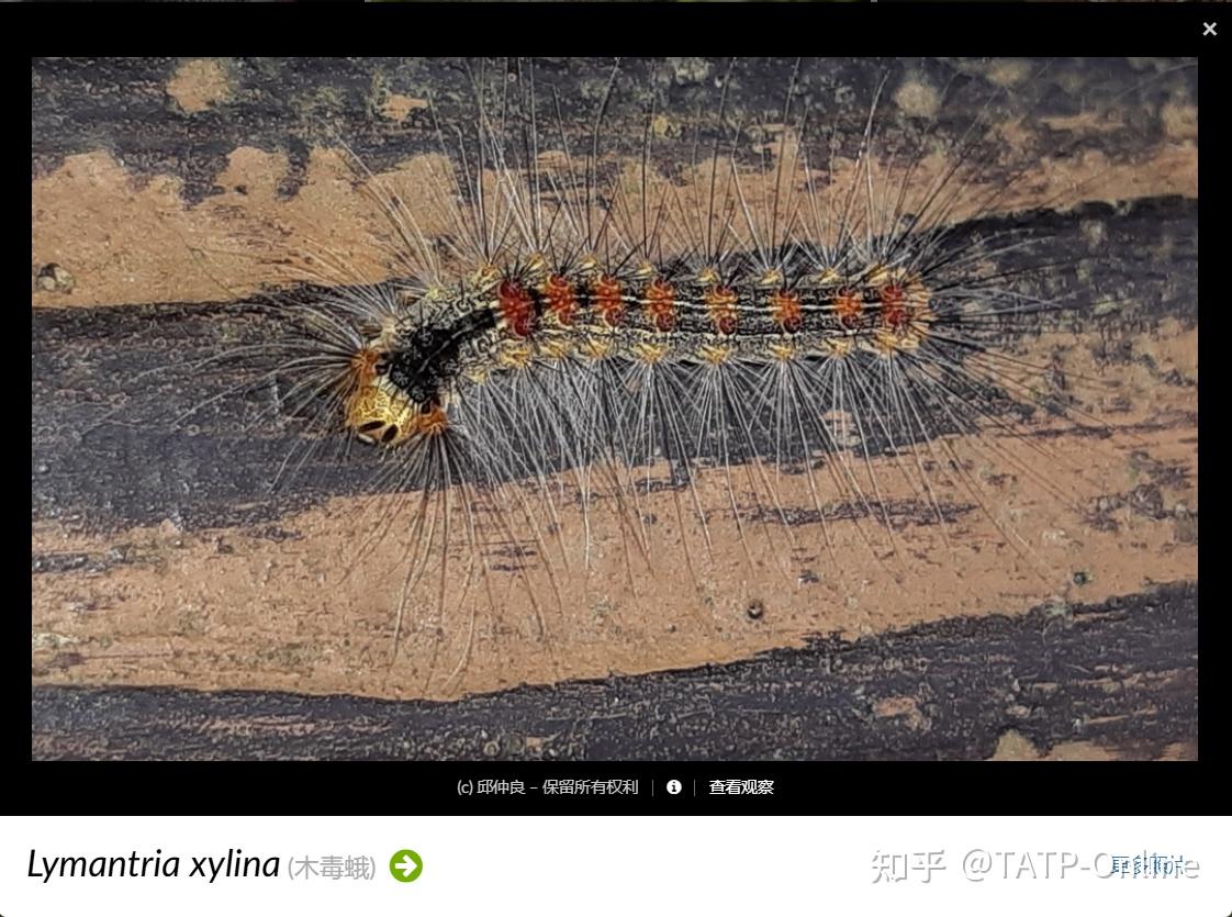 请教一下这是什么蛾子幼虫?