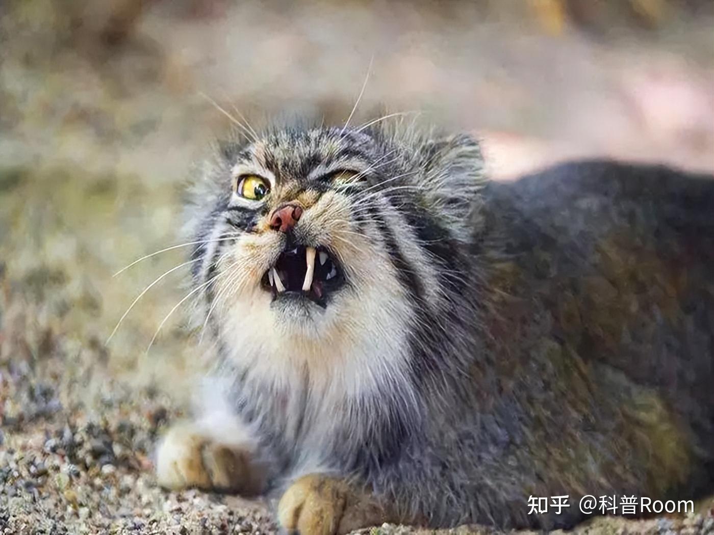 神奇兔狲独一无二,为何豢养成难题? - 知乎