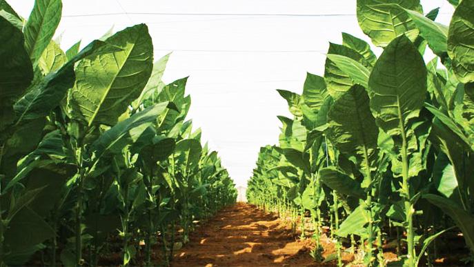 完美的古巴雪茄烟叶!