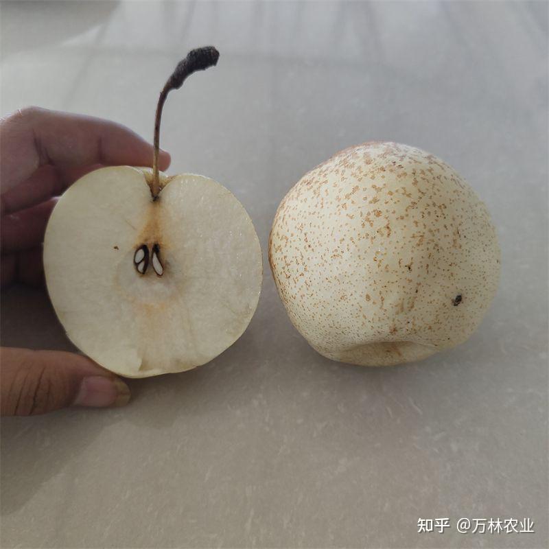 山东又出了一个晚熟梨品种‘山农酥梨’与其秋月梨相较那个好 - 知乎