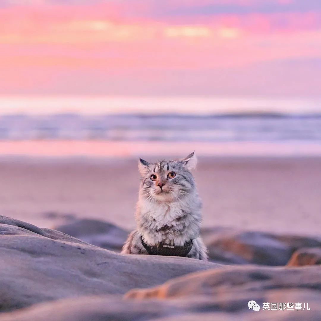 尾巴像松鼠的猫图片