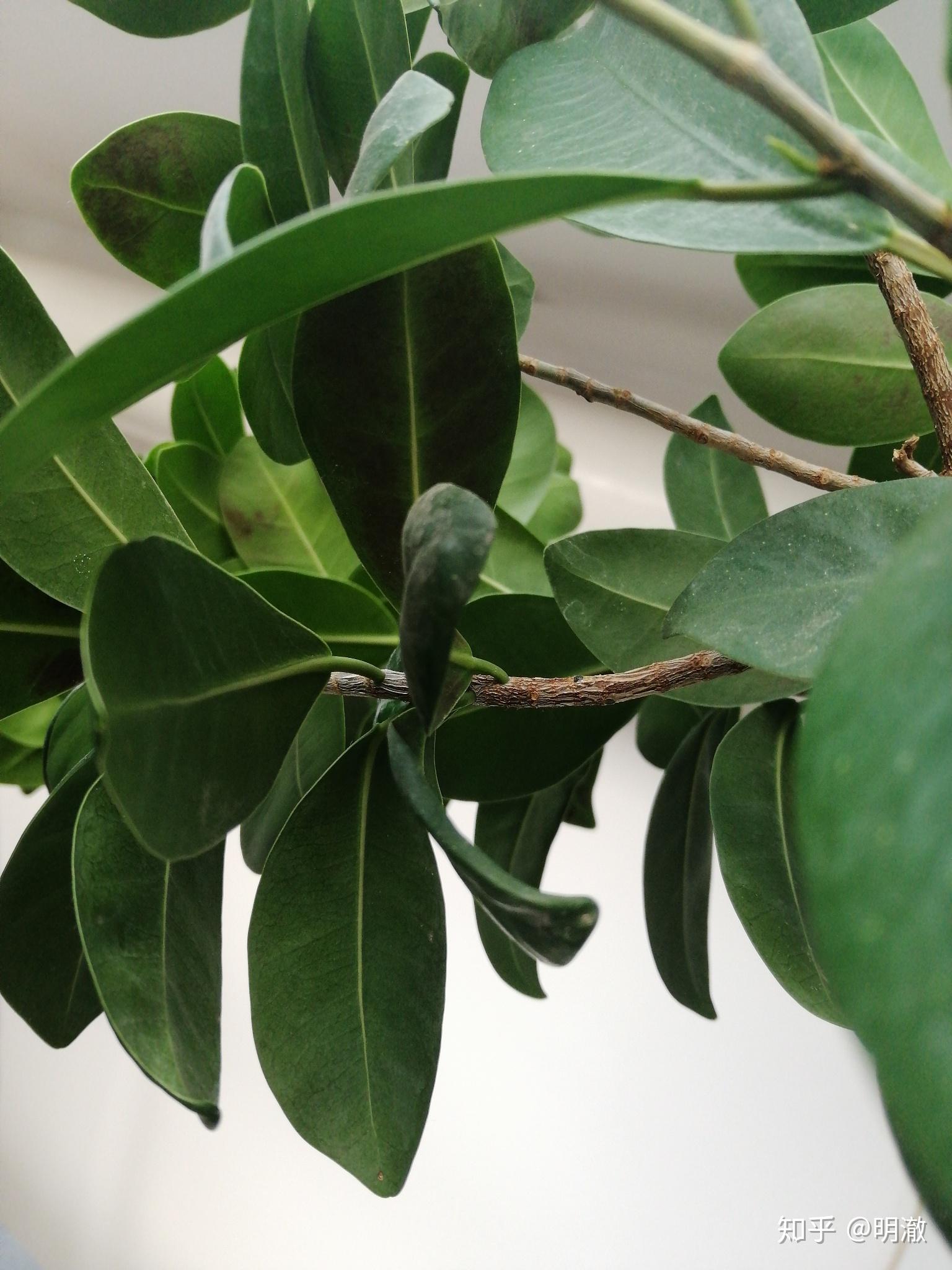 榕树叶子出现红褐色斑点,枯萎掉落,怎么办? - 知乎