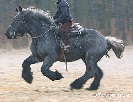挽马为什么不能骑