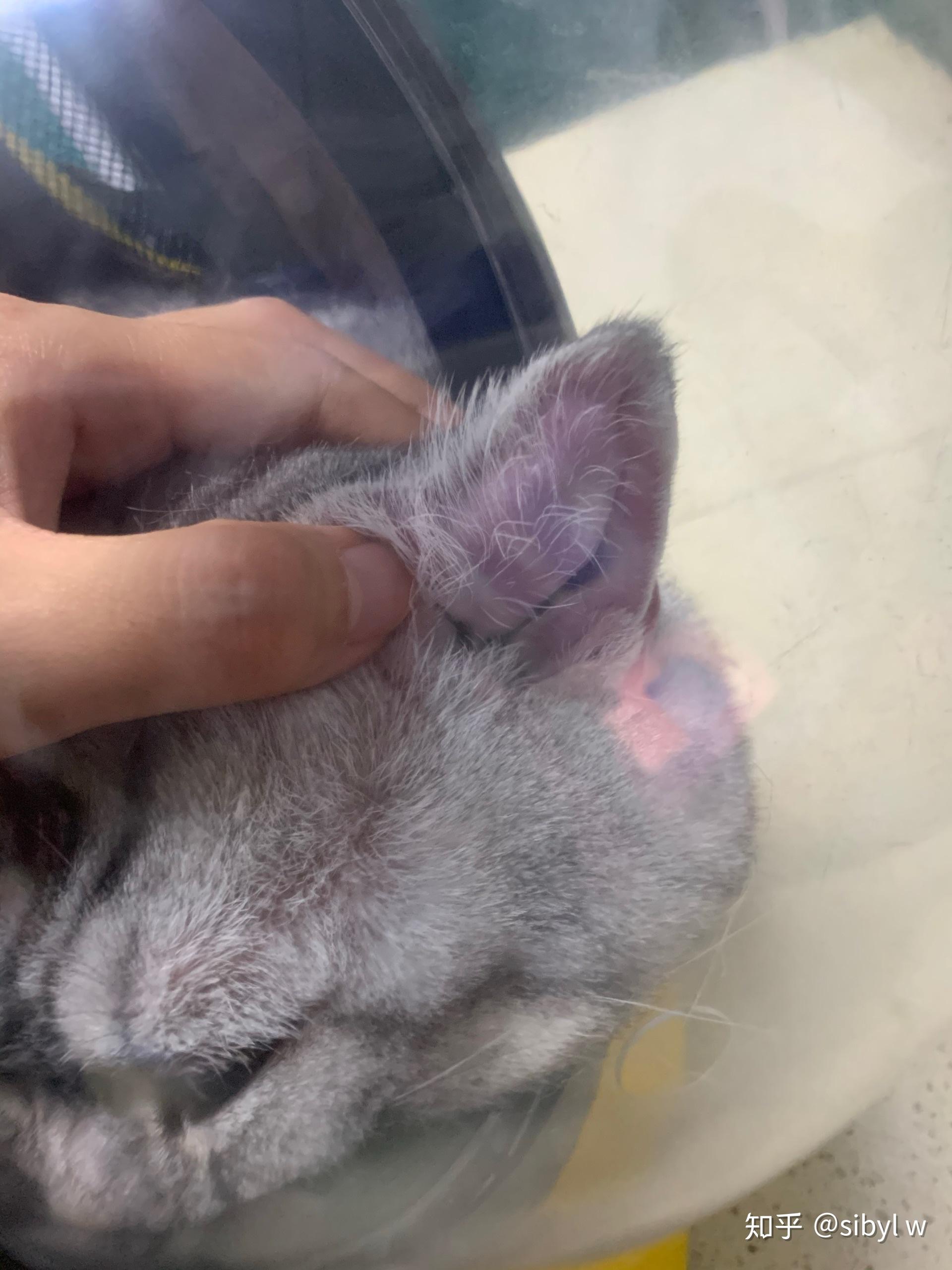 猫咪得了耳血肿,怎么办? - 知乎