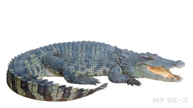 孔甲养龙的龙会是恐龙吗? - 知乎