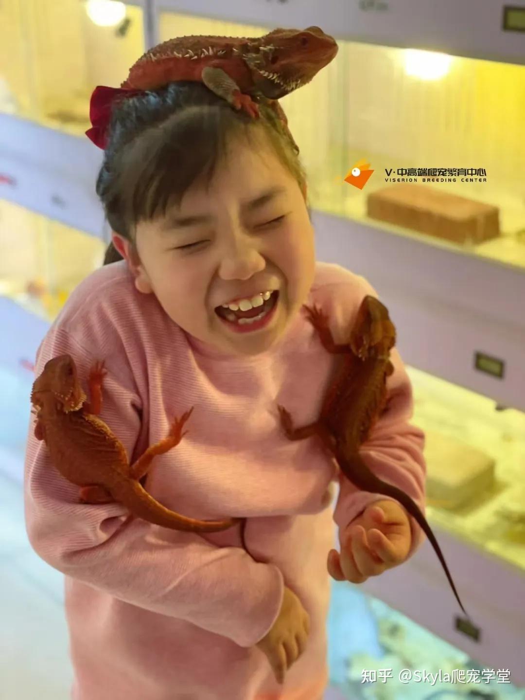 过大过小的活饵对鬃狮蜥有何影响？ - 知乎