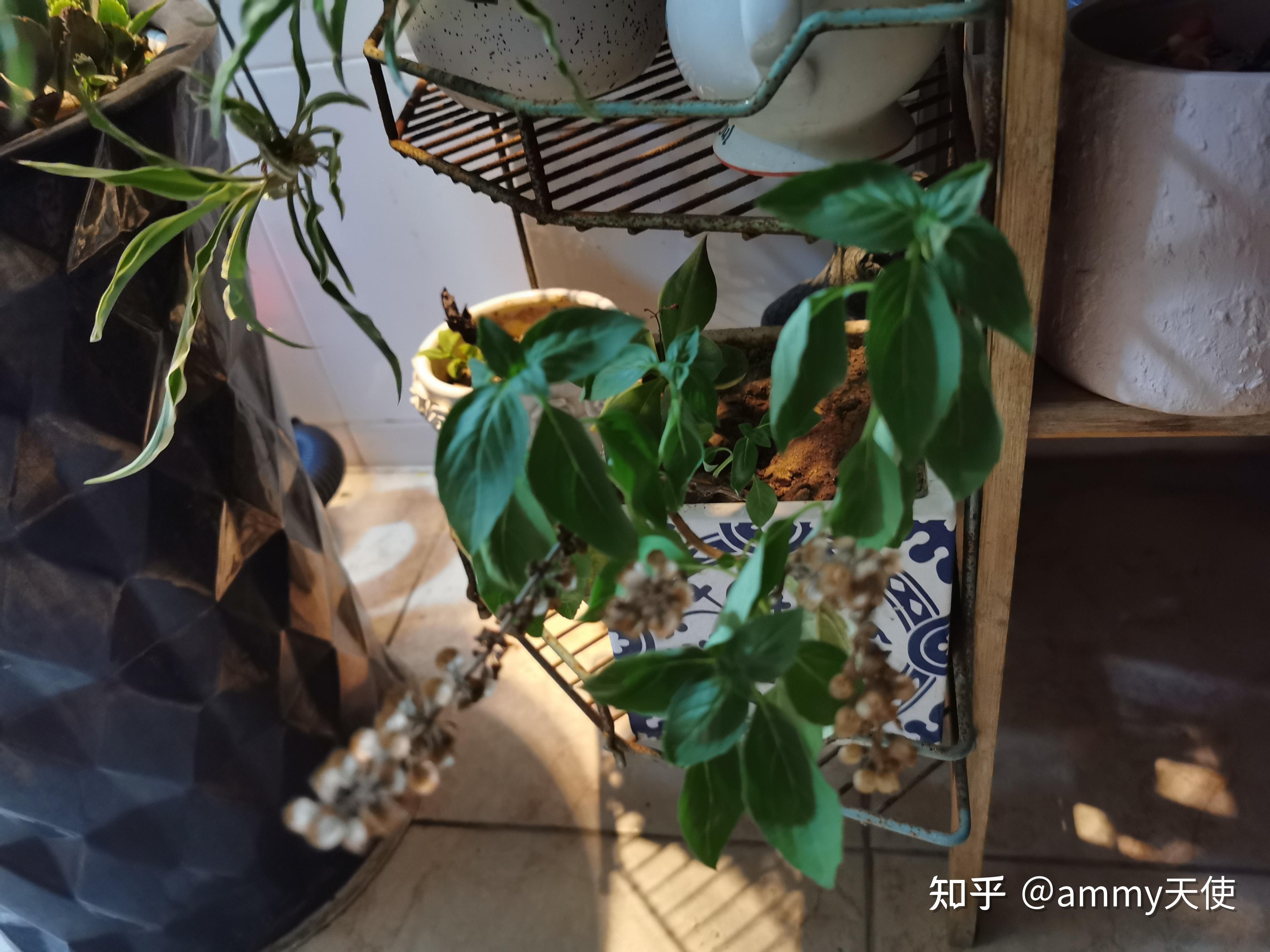 适合室内养的可以吃的花有哪些? - 知乎
