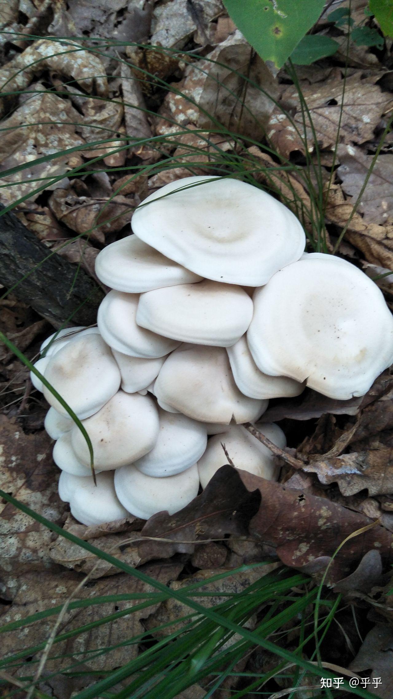 黑龙江野生蘑菇种类图片