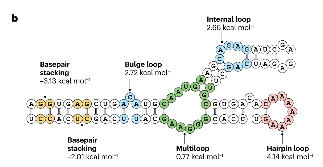 如何设计出半衰期较长且表达稳定的mRNA？ - 知乎