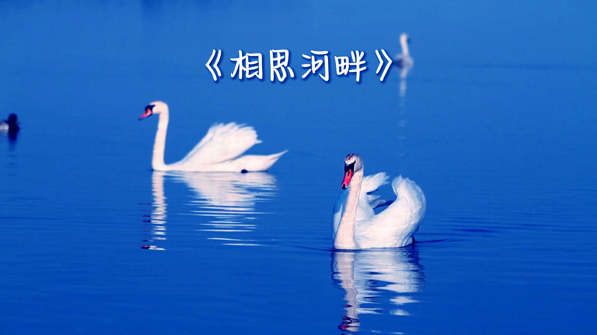 有没有类似于《相思河畔》的老歌推荐?