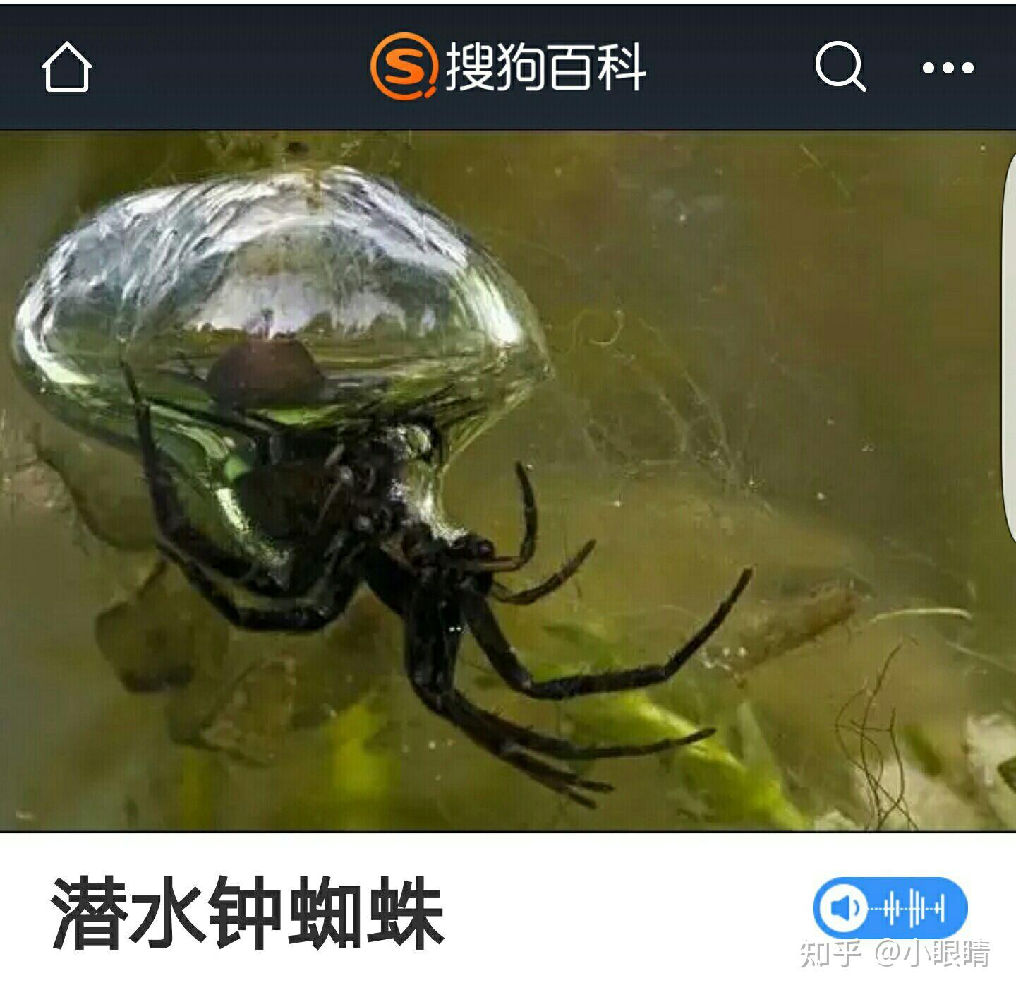 水蜘蛛具备毒性吗? - 知乎