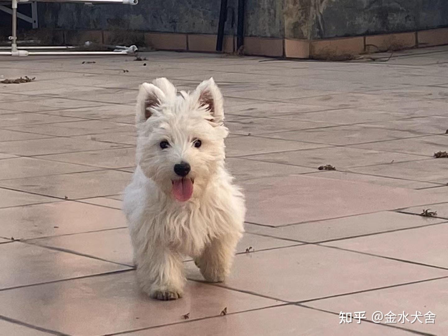 西高地为什么嘴边的毛变黄