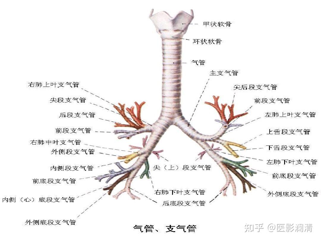 肺部五叶十八段在ct上怎么具体划分呢mimics做三维重建的话以什么标准